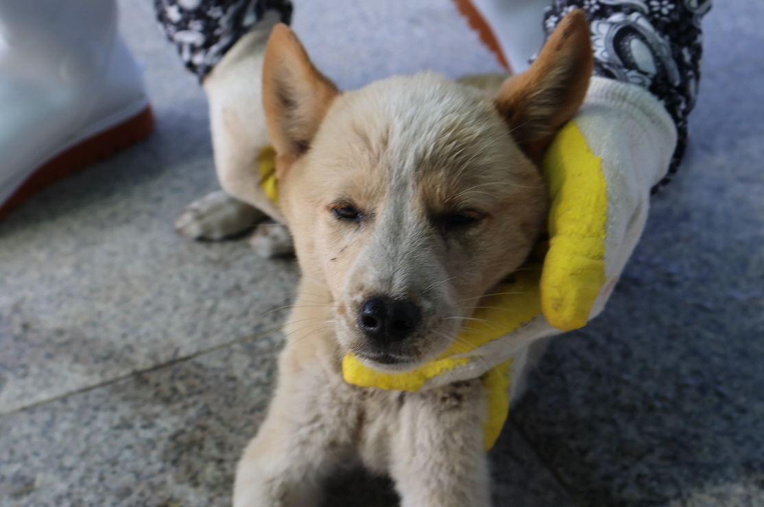 제주 동물보호센터_450650202302651
