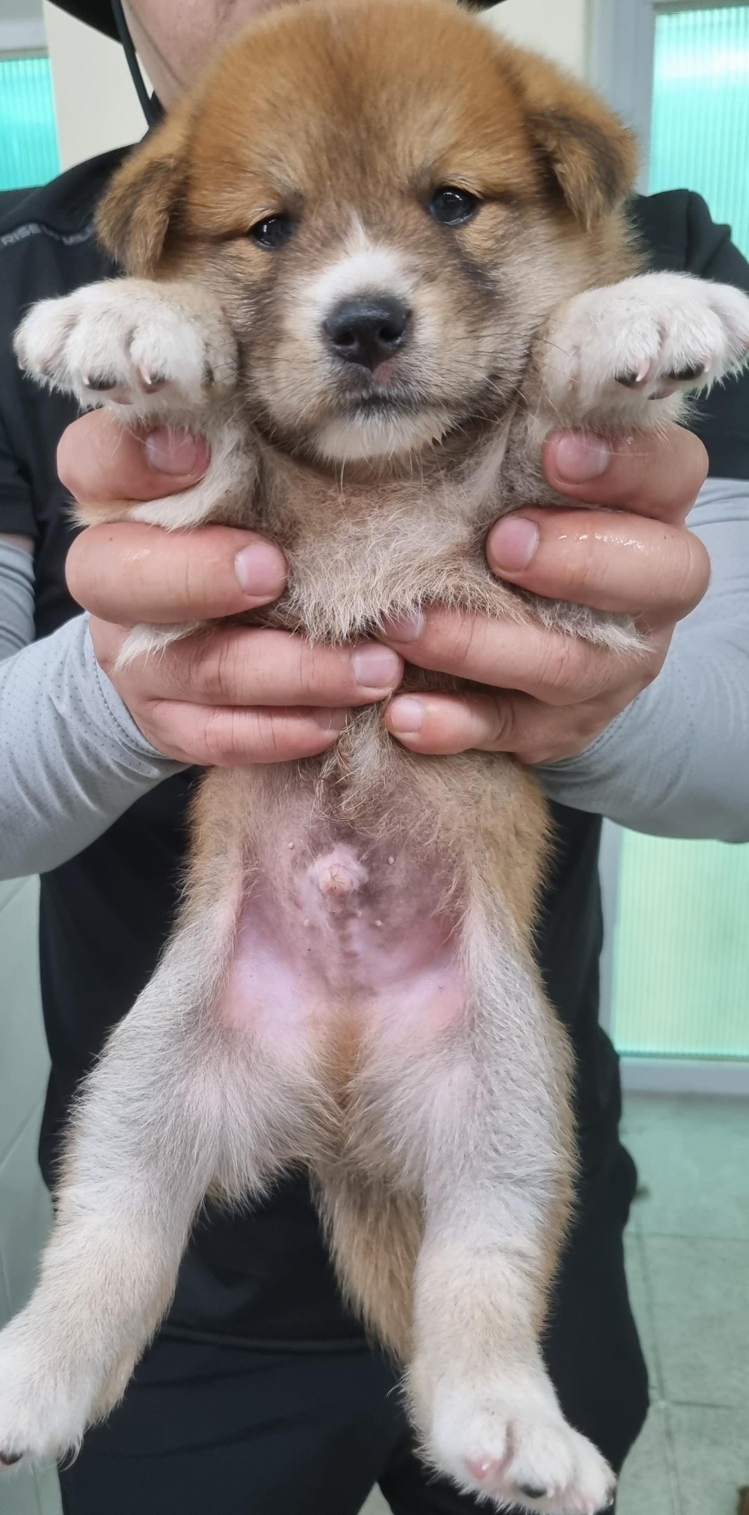 하동군유기동물보호소_448544202300281