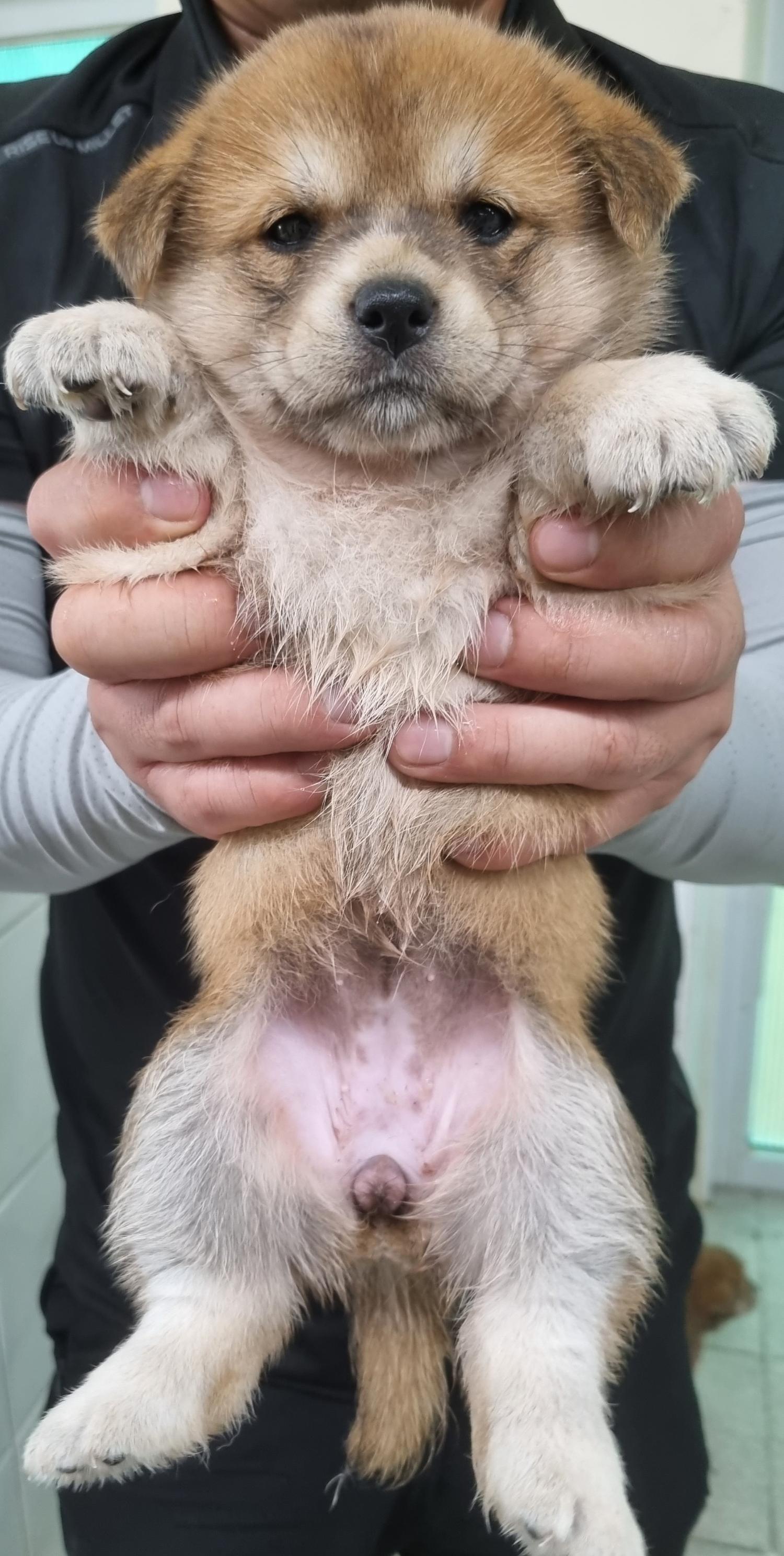 하동군유기동물보호소_448544202300278