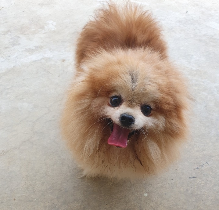 양양군유기동물보호소_442435202300105