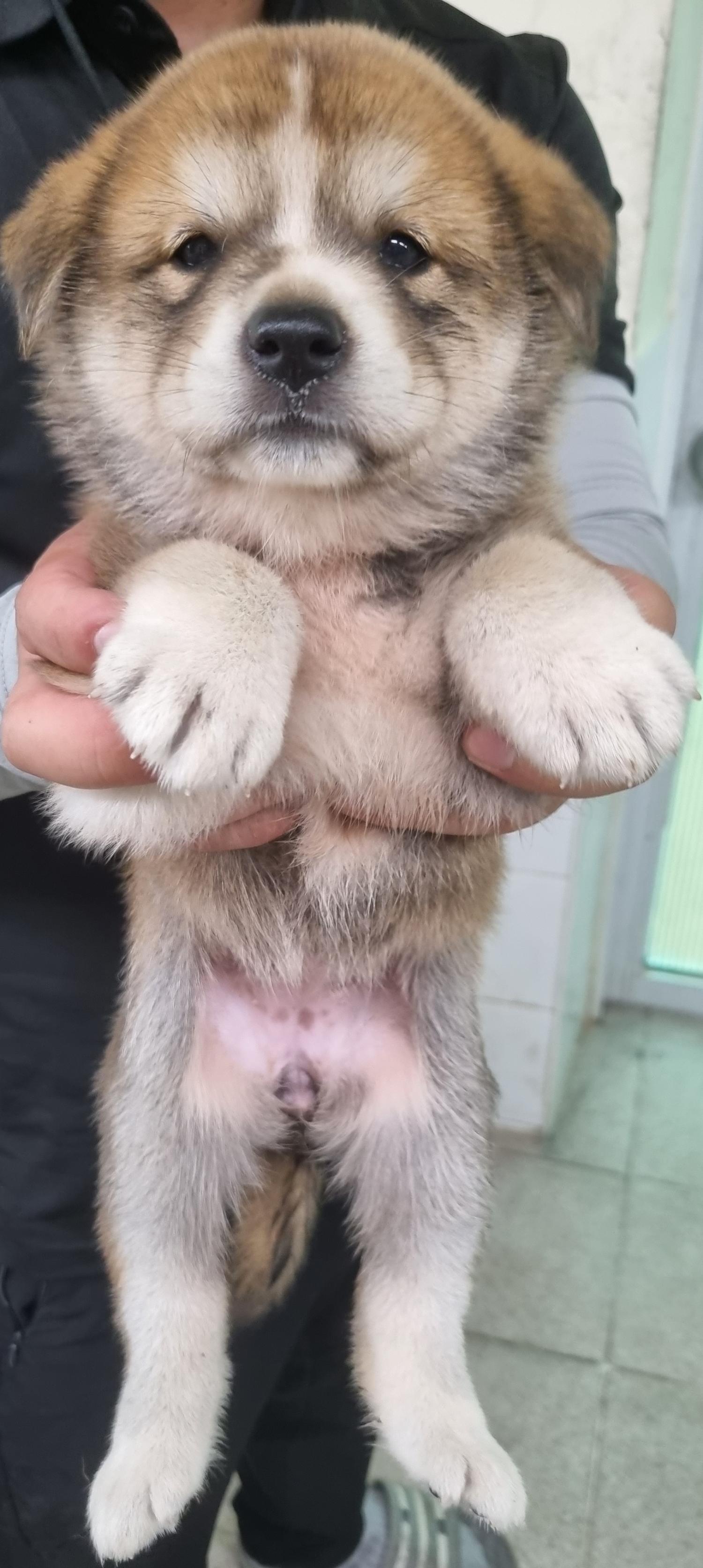 하동군유기동물보호소_448544202300277