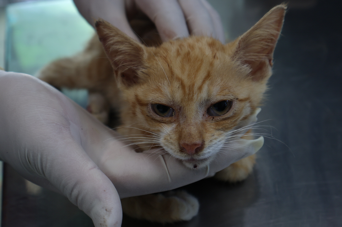 제주 동물보호센터_450650202302677