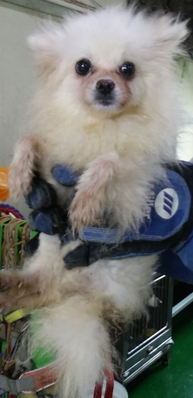 인천광역시수의사회_428351202300610