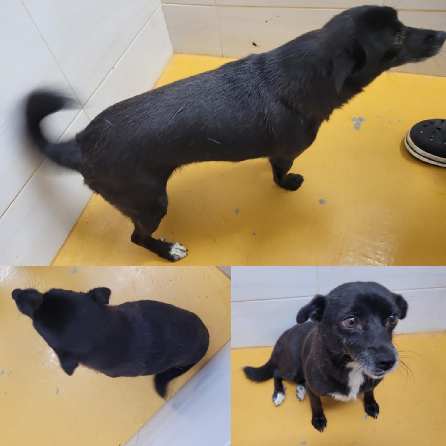 논산시 동물보호센터_444454202300650