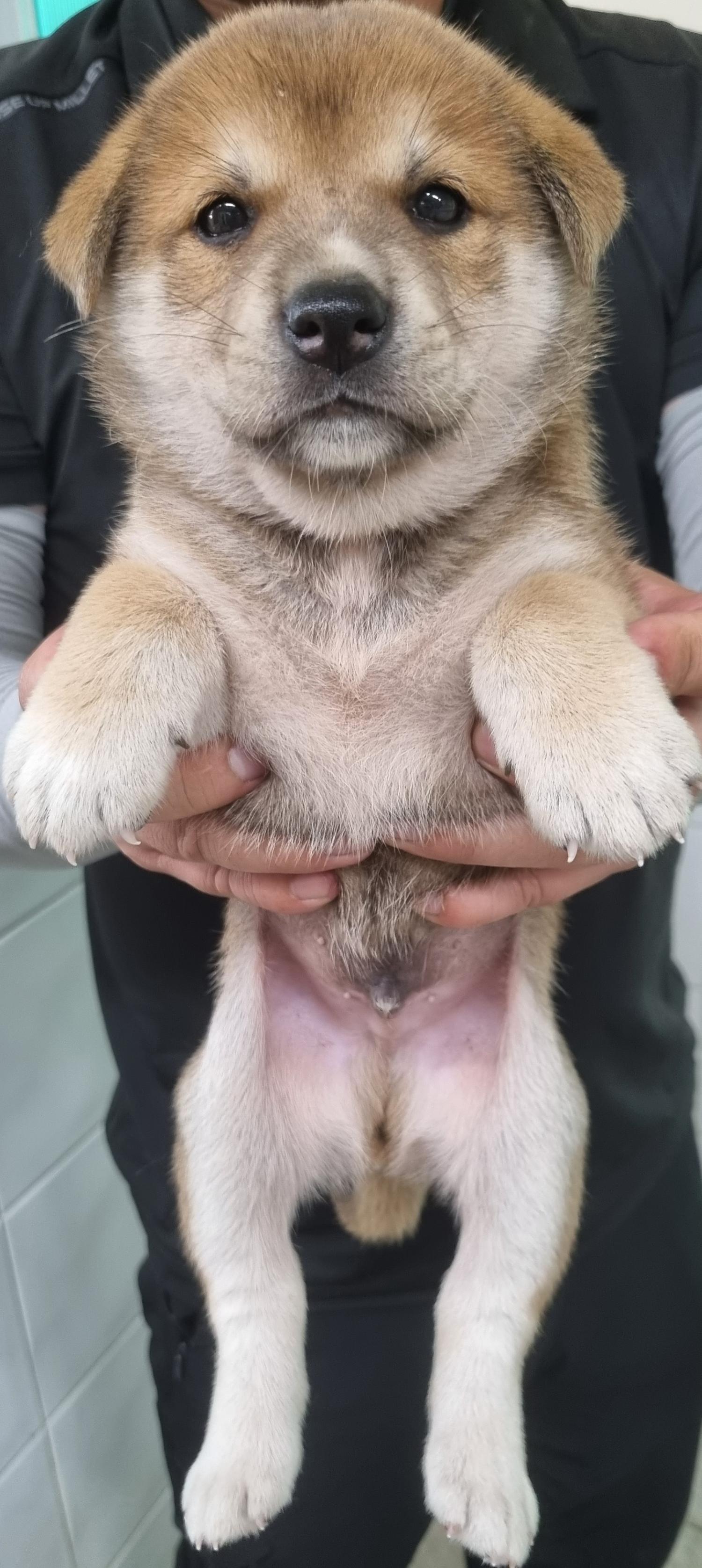 하동군유기동물보호소_448544202300280