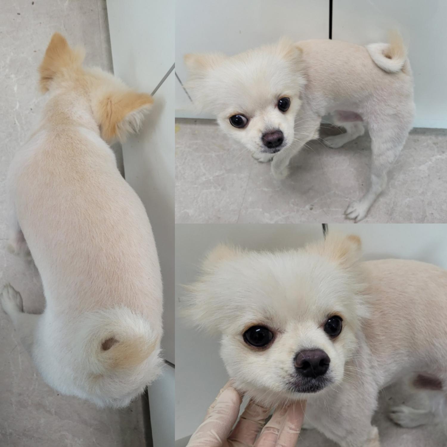 논산시 동물보호센터_444454202300654