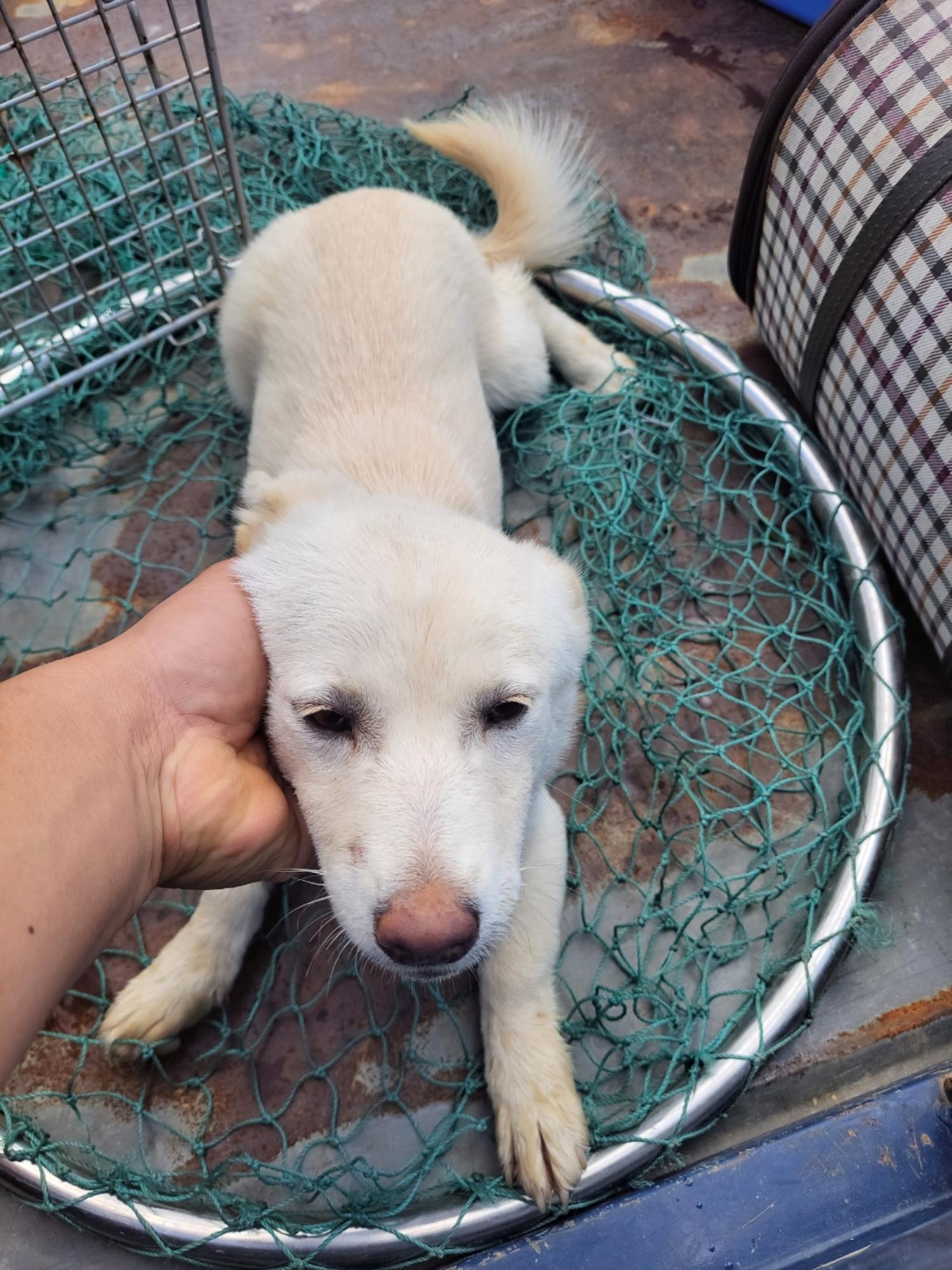 진안군유기동물보호소_445473202300453