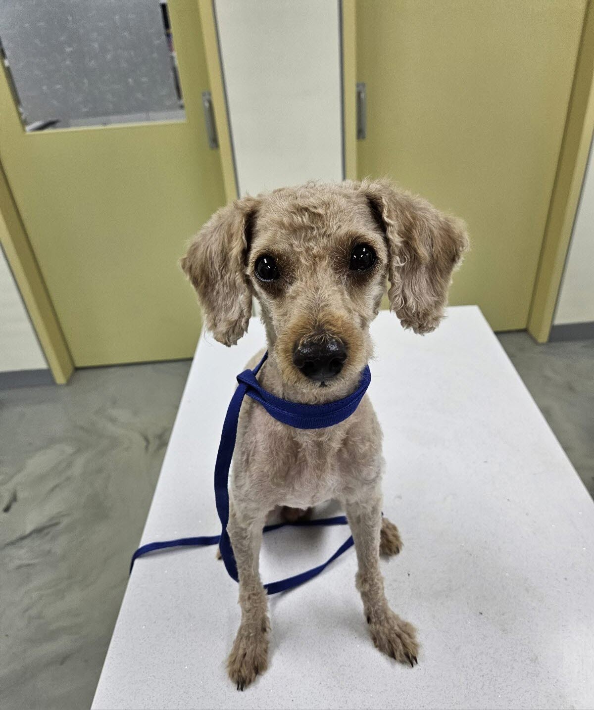 아산동물복지지원센터_444452202301565