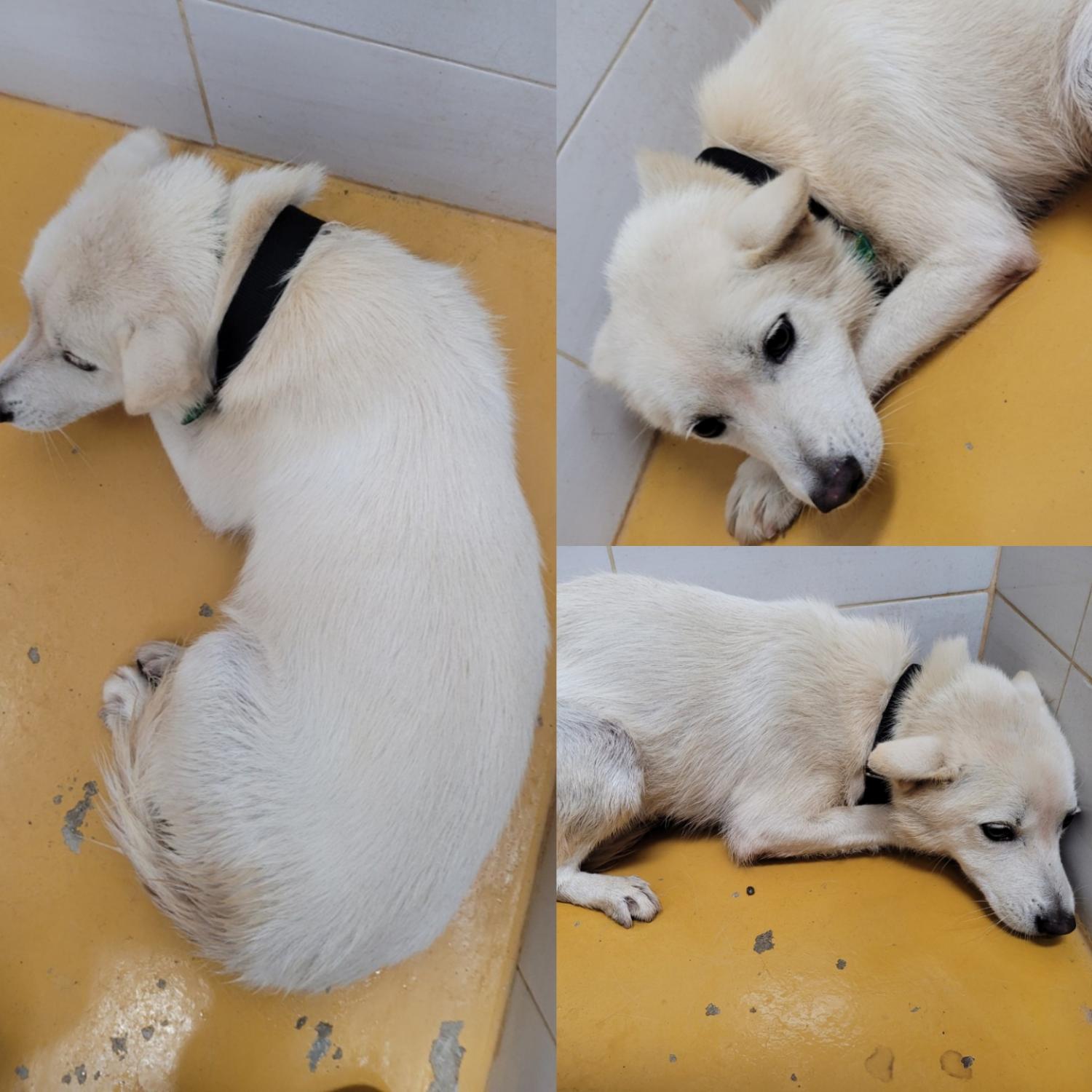 논산시 동물보호센터_444454202300653