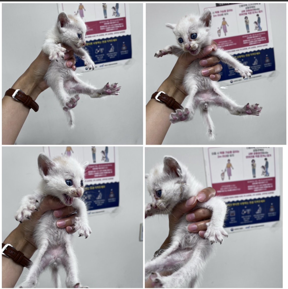 천안시유기동물보호소_444449202301721