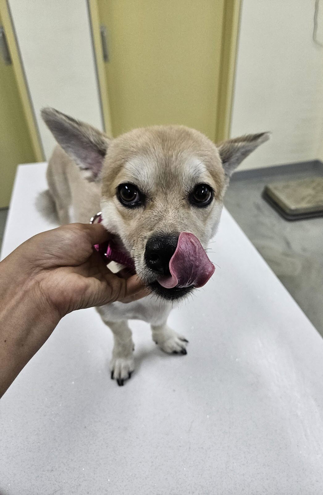 아산동물복지지원센터_444452202301568