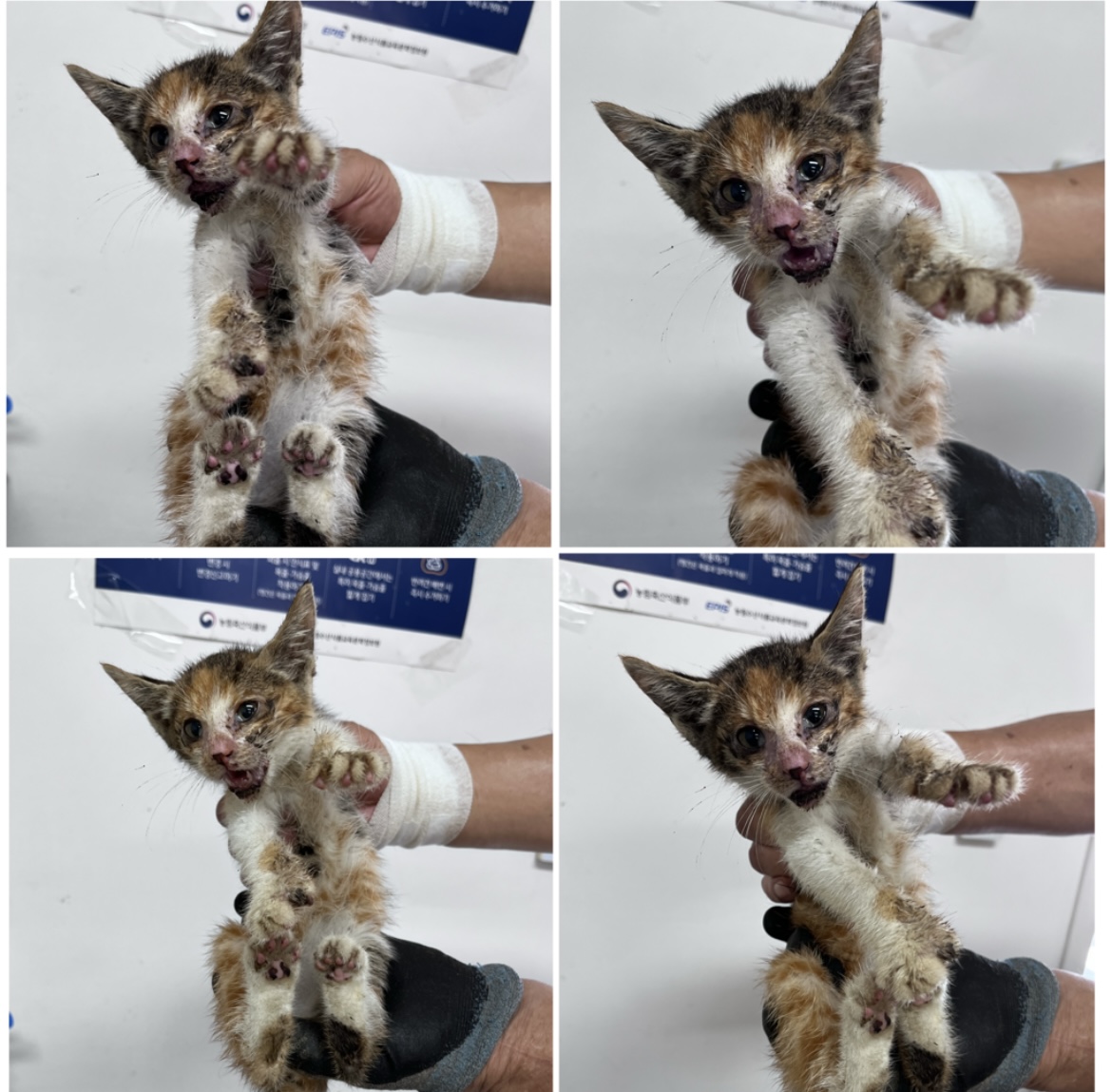 천안시유기동물보호소_444449202301718