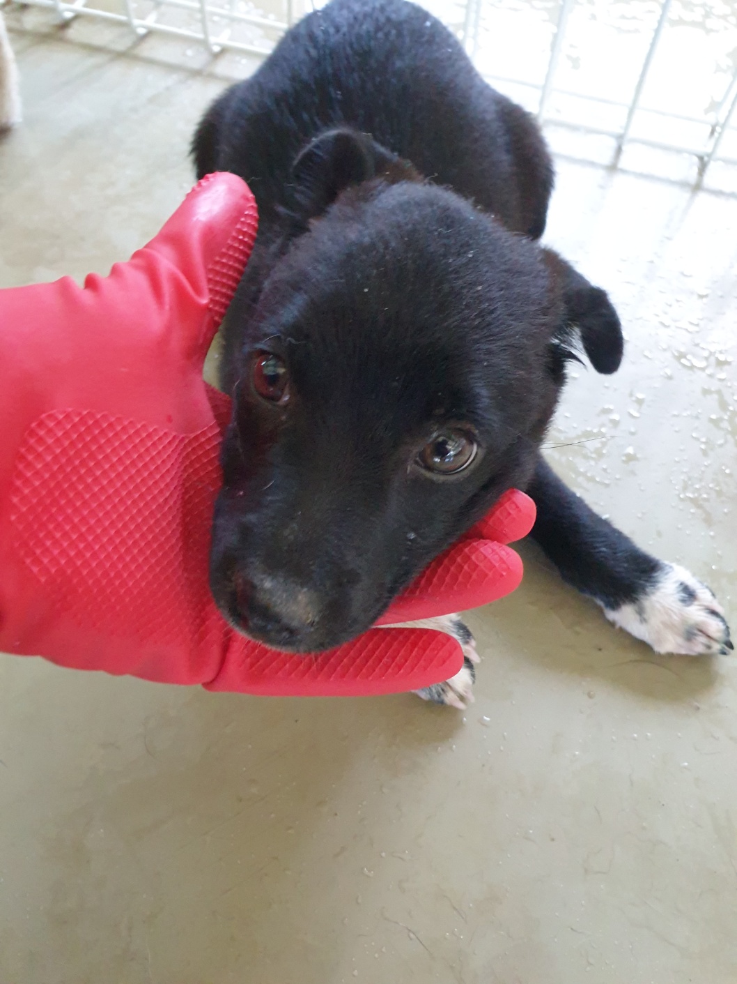 유기동물임시보호센터_446499202300183