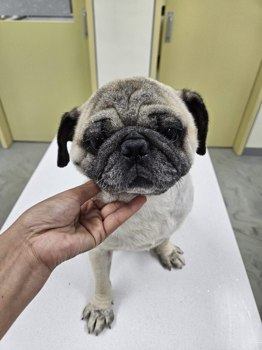 아산동물복지지원센터_444452202301567