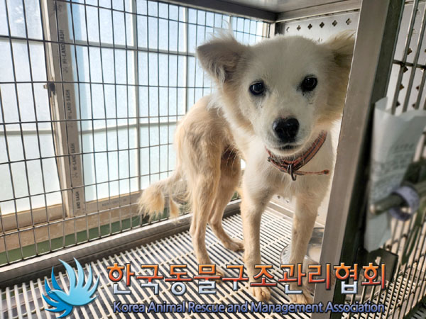 한국동물구조관리협회_441409202301205