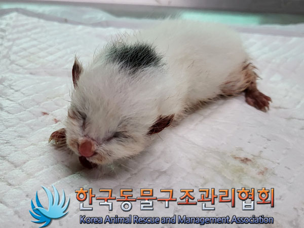 한국동물구조관리협회_411306202300511