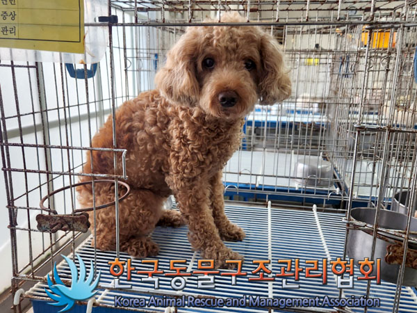 한국동물구조관리협회_441382202300517
