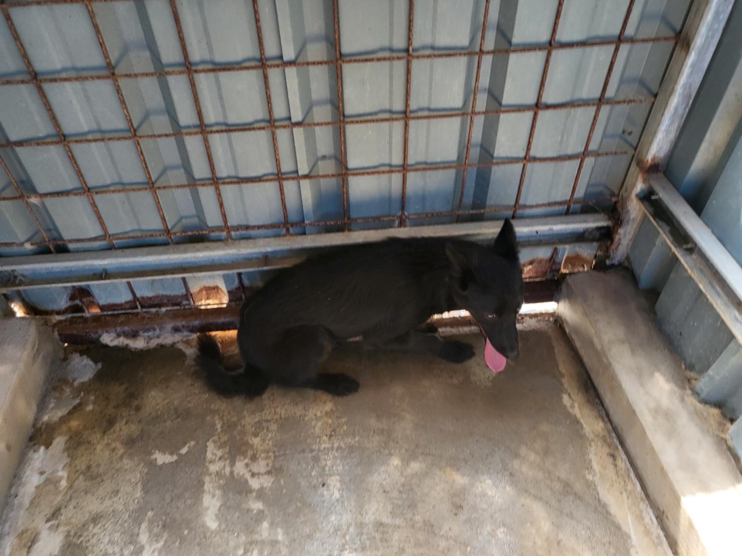 고흥군임시보호센터_446488202300204