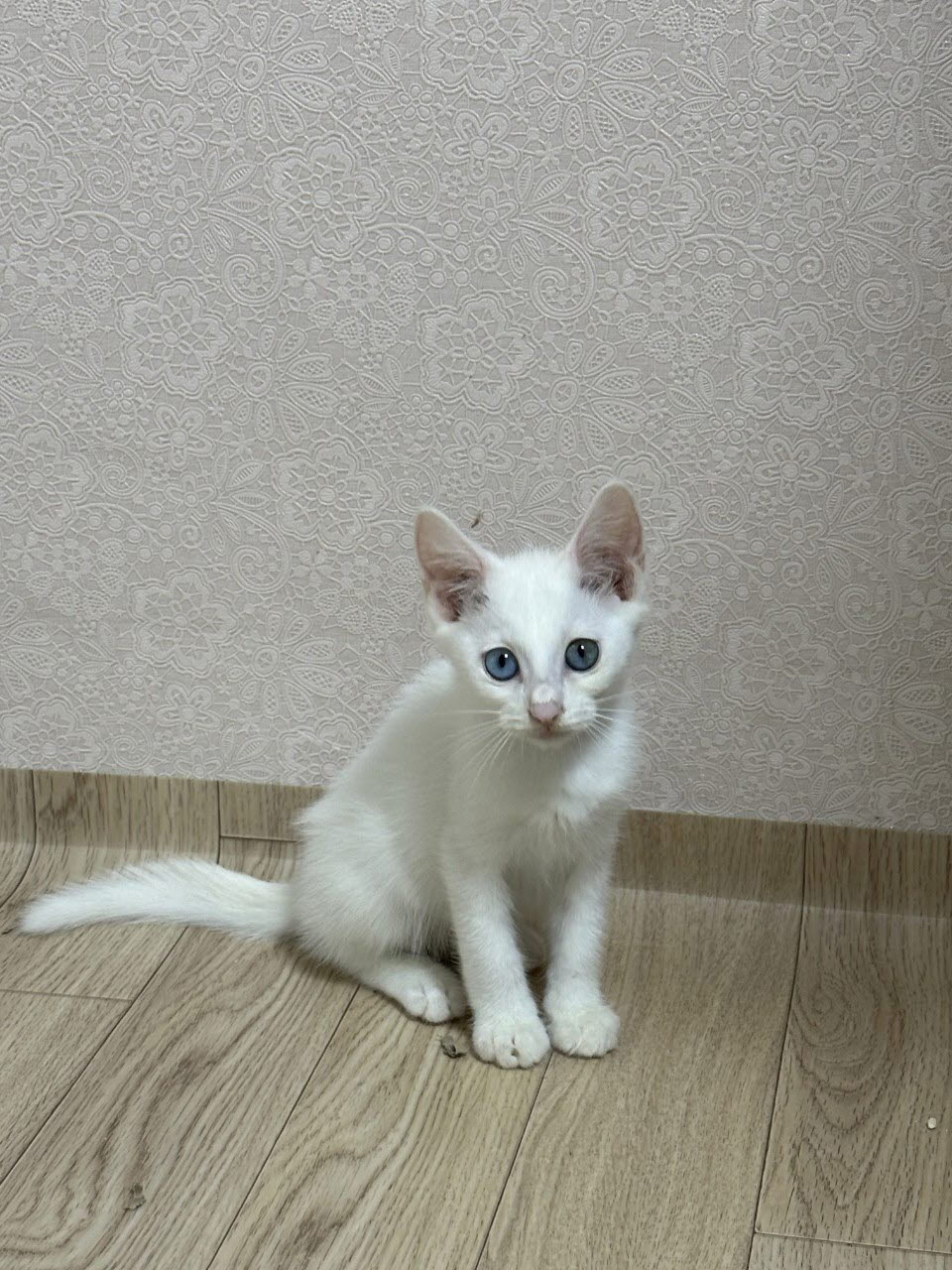 아산동물복지지원센터_444452202301454