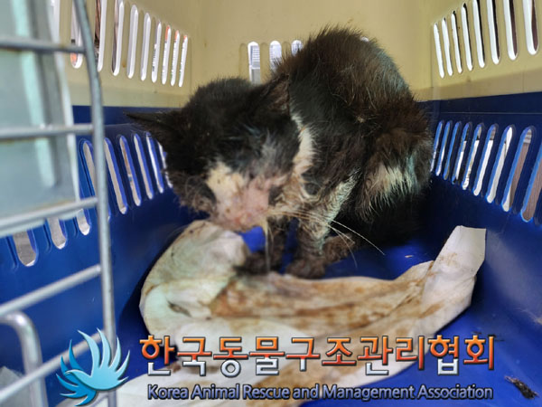 한국동물구조관리협회_441406202301124