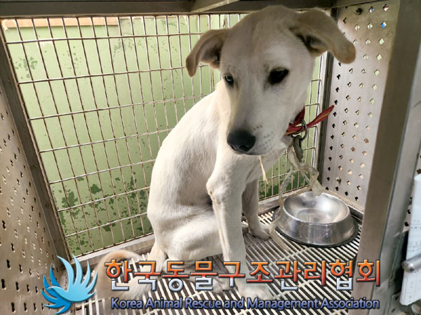 한국동물구조관리협회_441559202300818