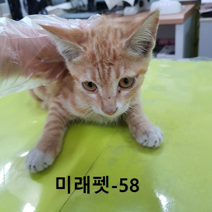 미래펫동물병원_431370202300728