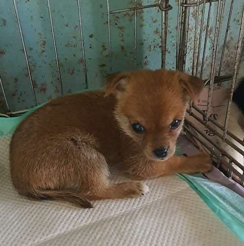 김천시 동물보호센터_447506202300245
