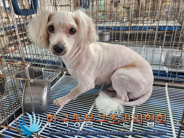 한국동물구조관리협회_441414202300569