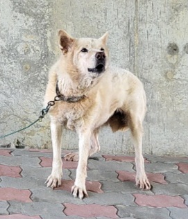 함안군유기동물보호소_448540202300246