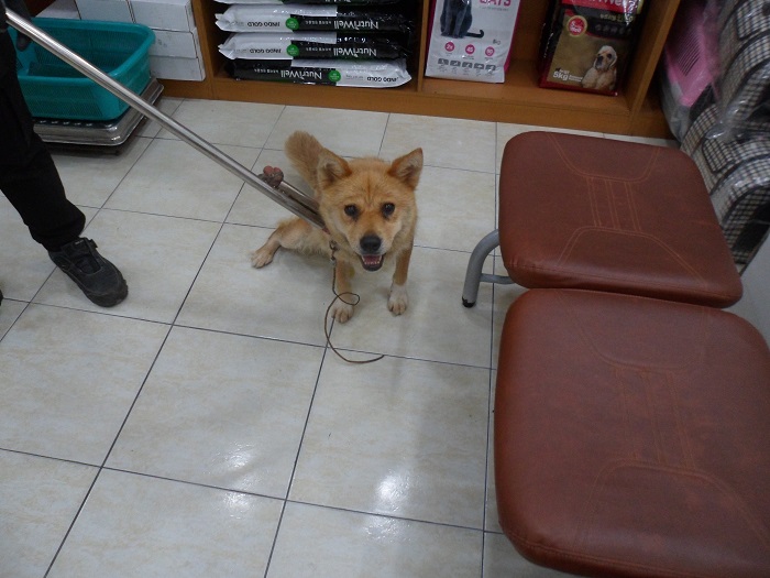 강현림동물병원_411314202300385