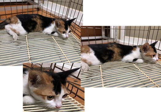 청조동물병원_426337202300407