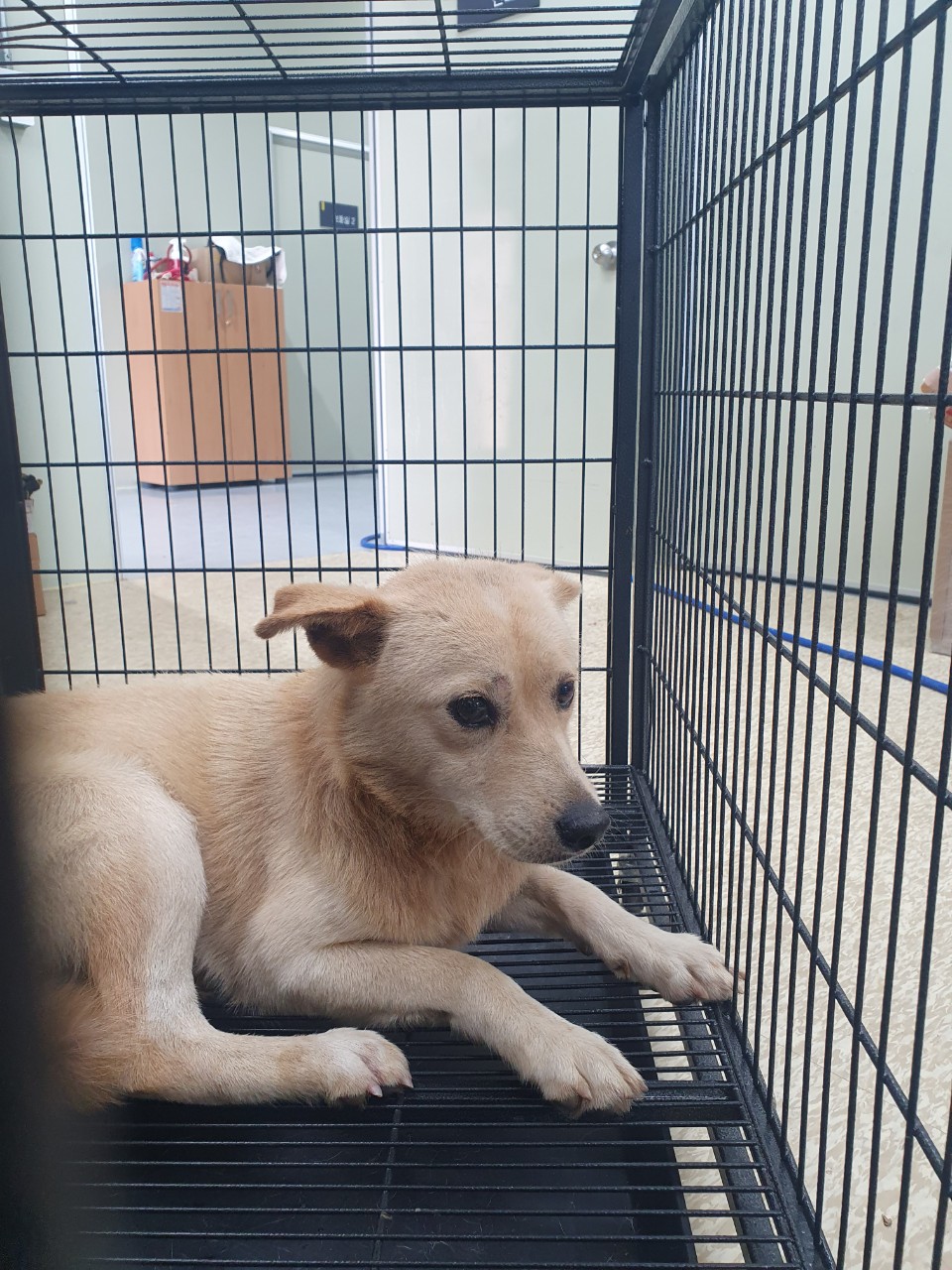 남양주시동물보호센터_441399202301842