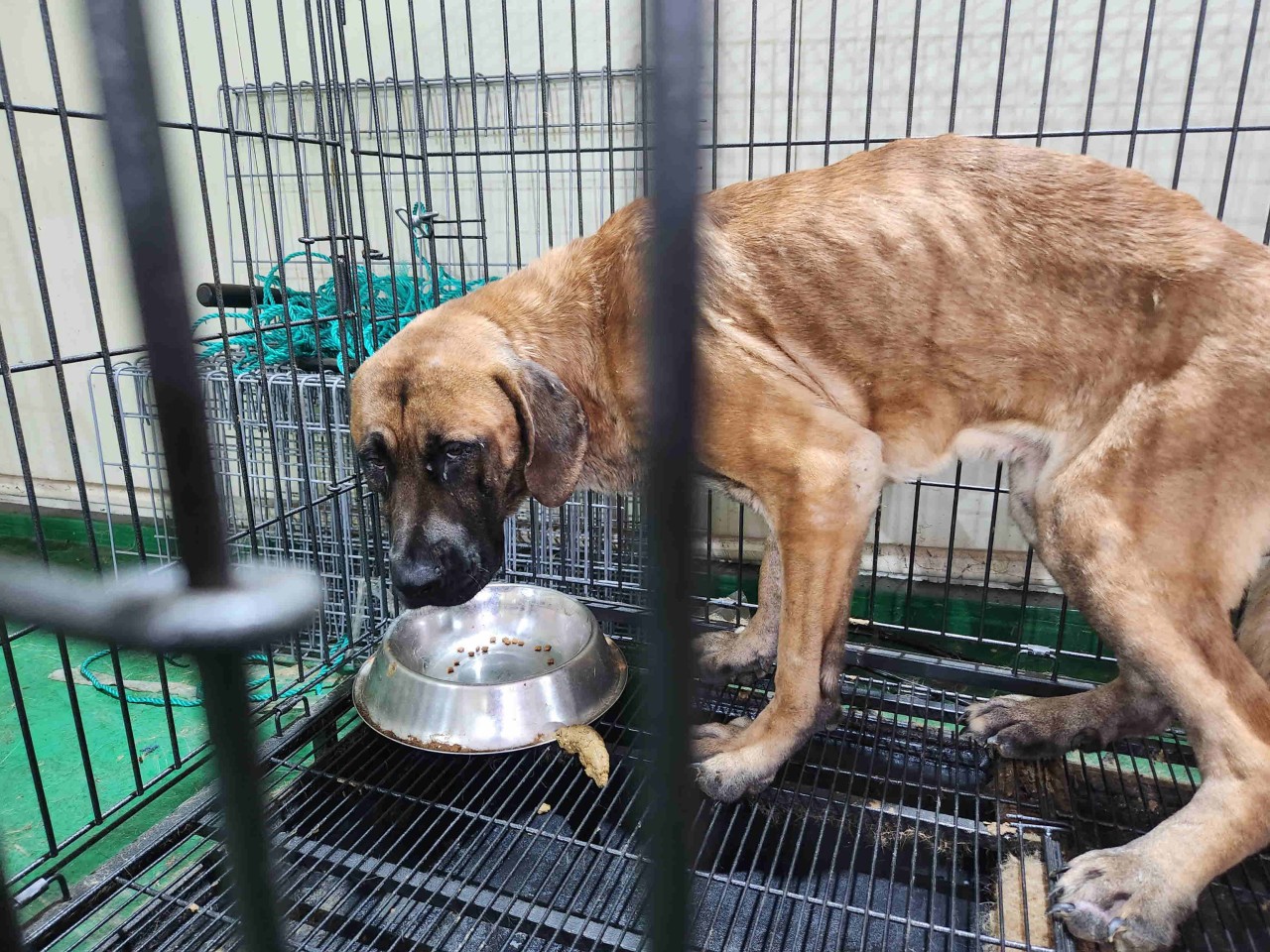 남양주시동물보호센터_441399202301891