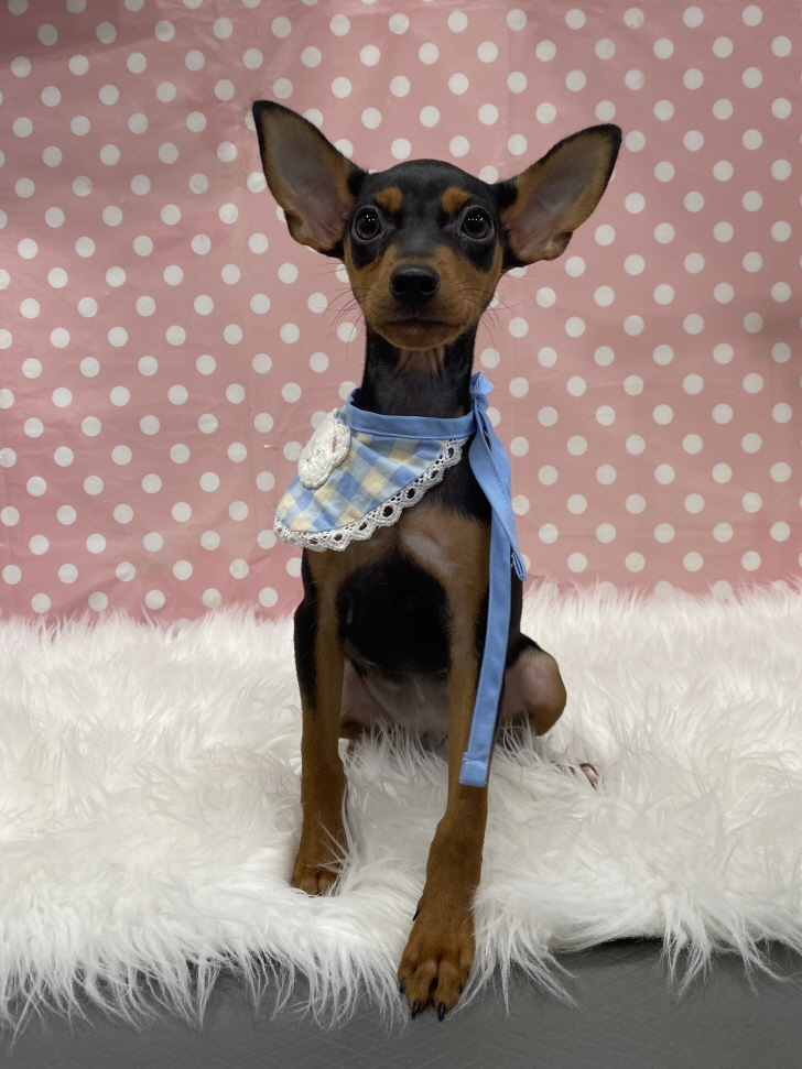 춘천시 동물보호센터_442418202300583