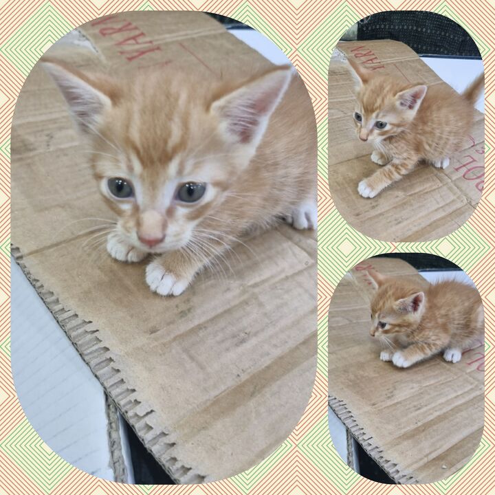 부안군 동물보호센터_445479202300669