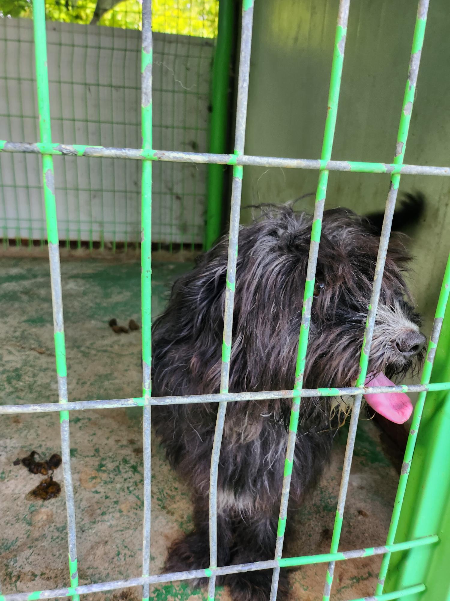 봉화군유기동물보호소_447524202300029