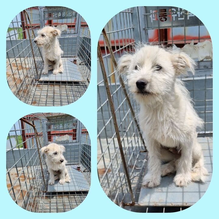 부안군 동물보호센터_445479202300671