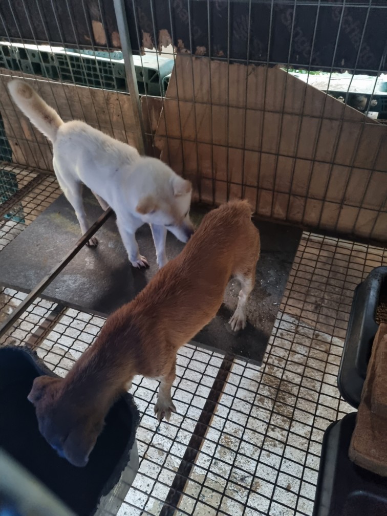 우성동물병원_427514202300269
