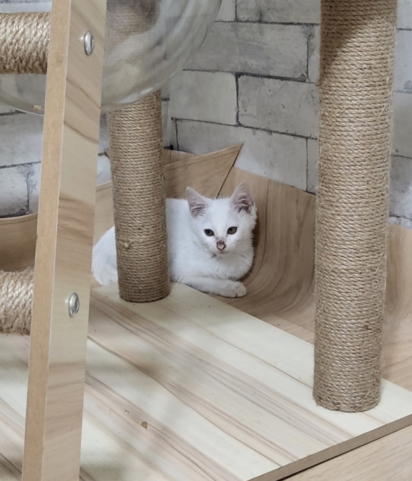 익산유기동물보호소_445468202301544