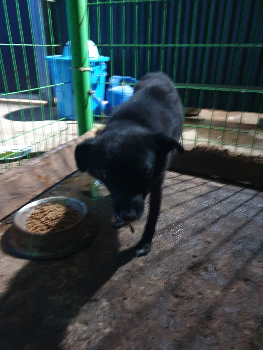학교동물임시보호센터_446496202300403