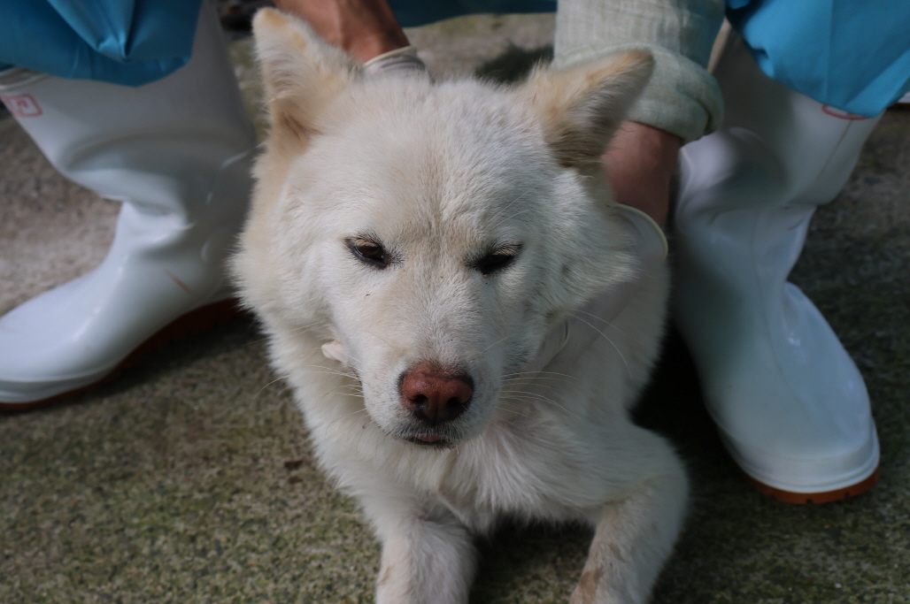 제주 동물보호센터_450650202302692