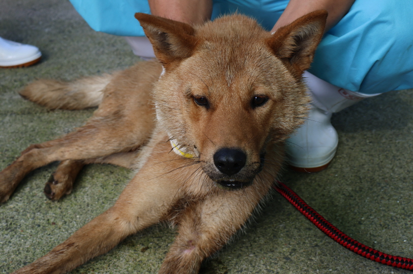 제주 동물보호센터_450650202302683