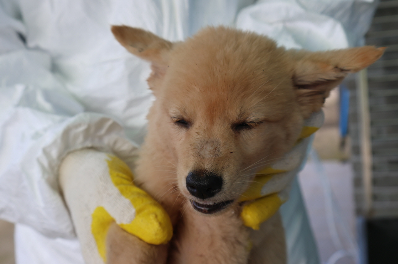 제주 동물보호센터_450650202302693