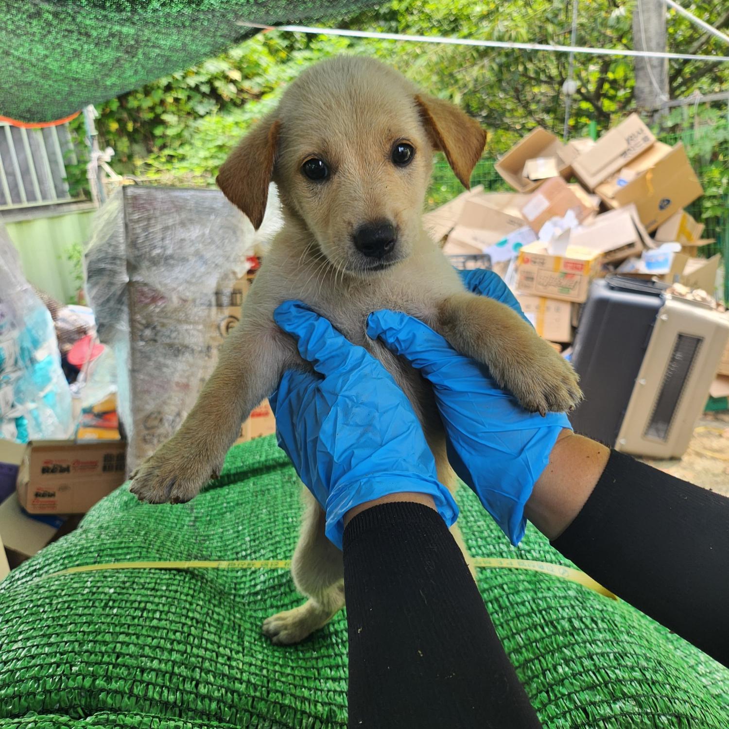 울산유기동물보호센터_431373202300843