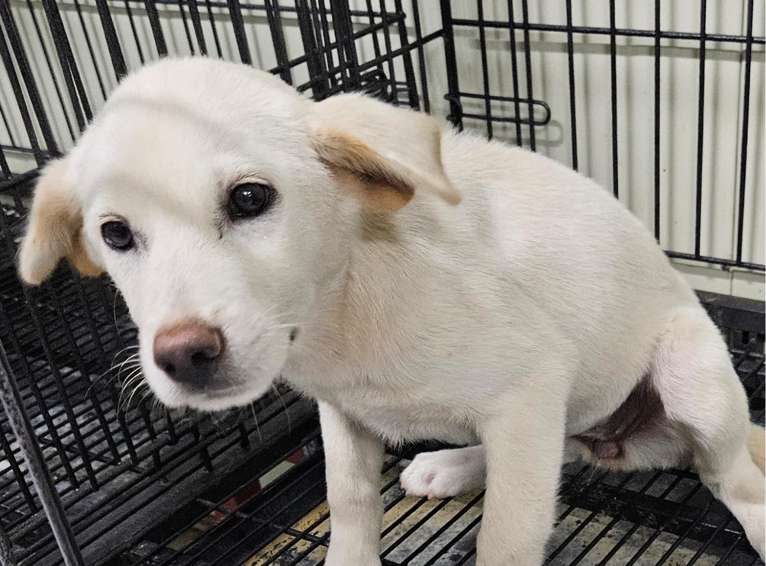 대구유기동물보호센터_427342202300495