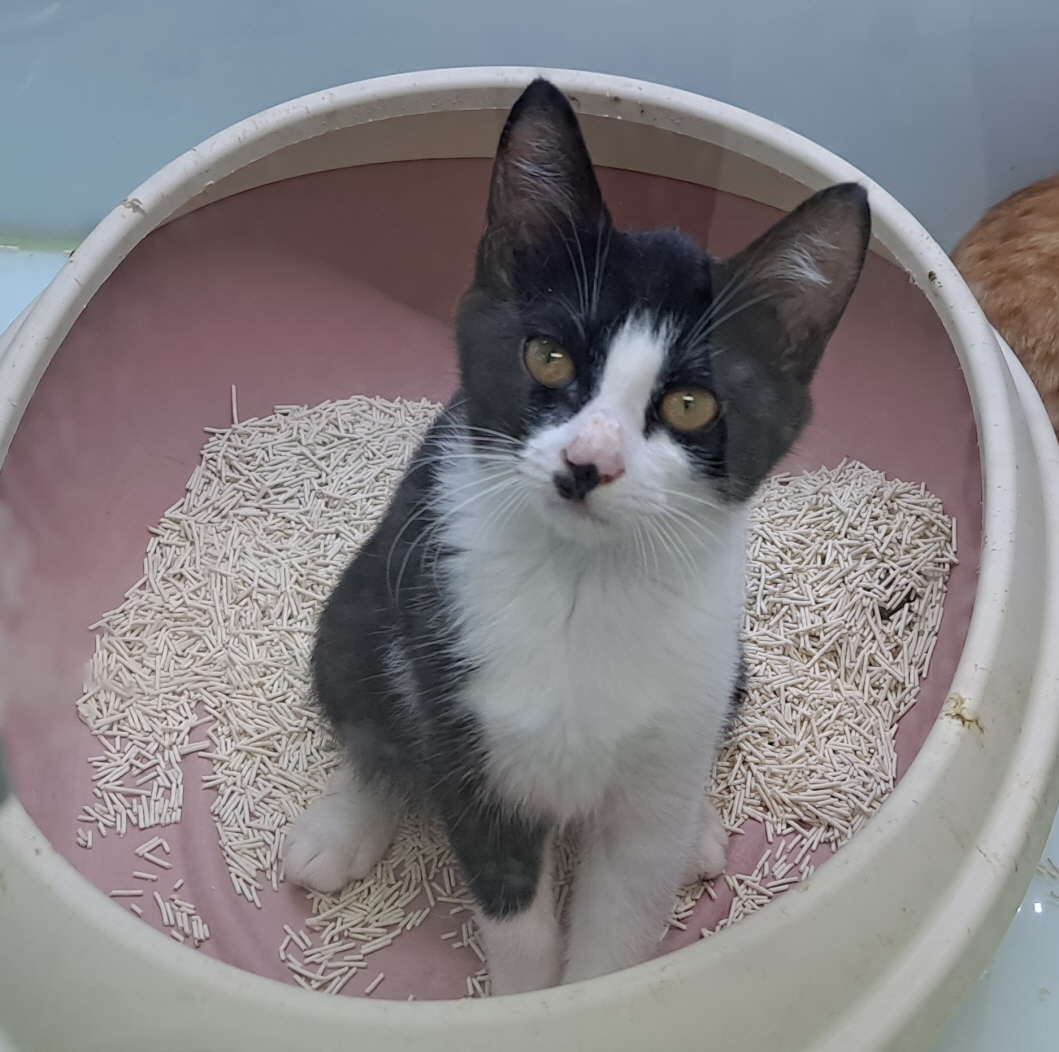 [고양이] 한국 고양이 경기-수원-2023-00333 유기동물 배경 이미지 입니다.