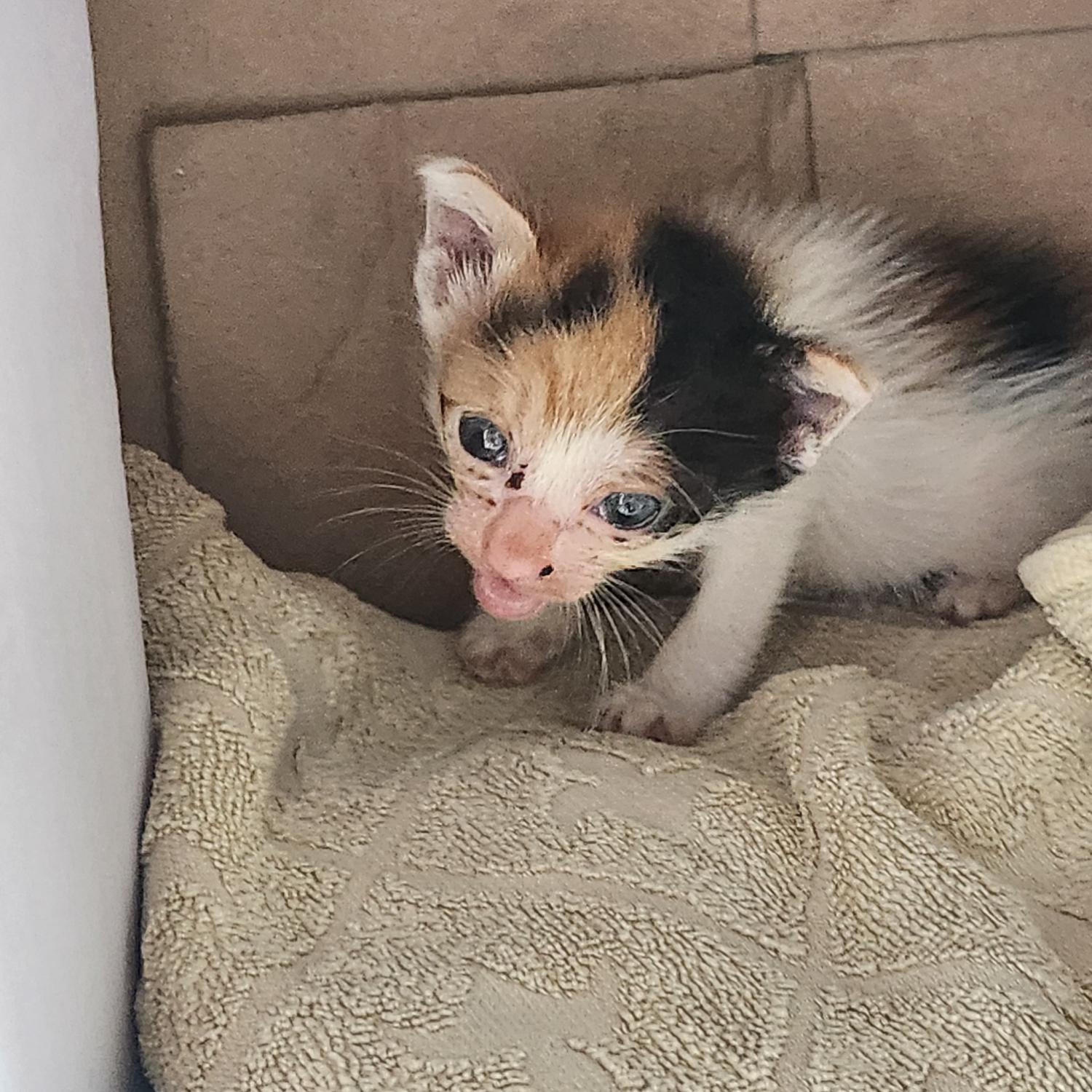 울산유기동물보호센터_431372202300390