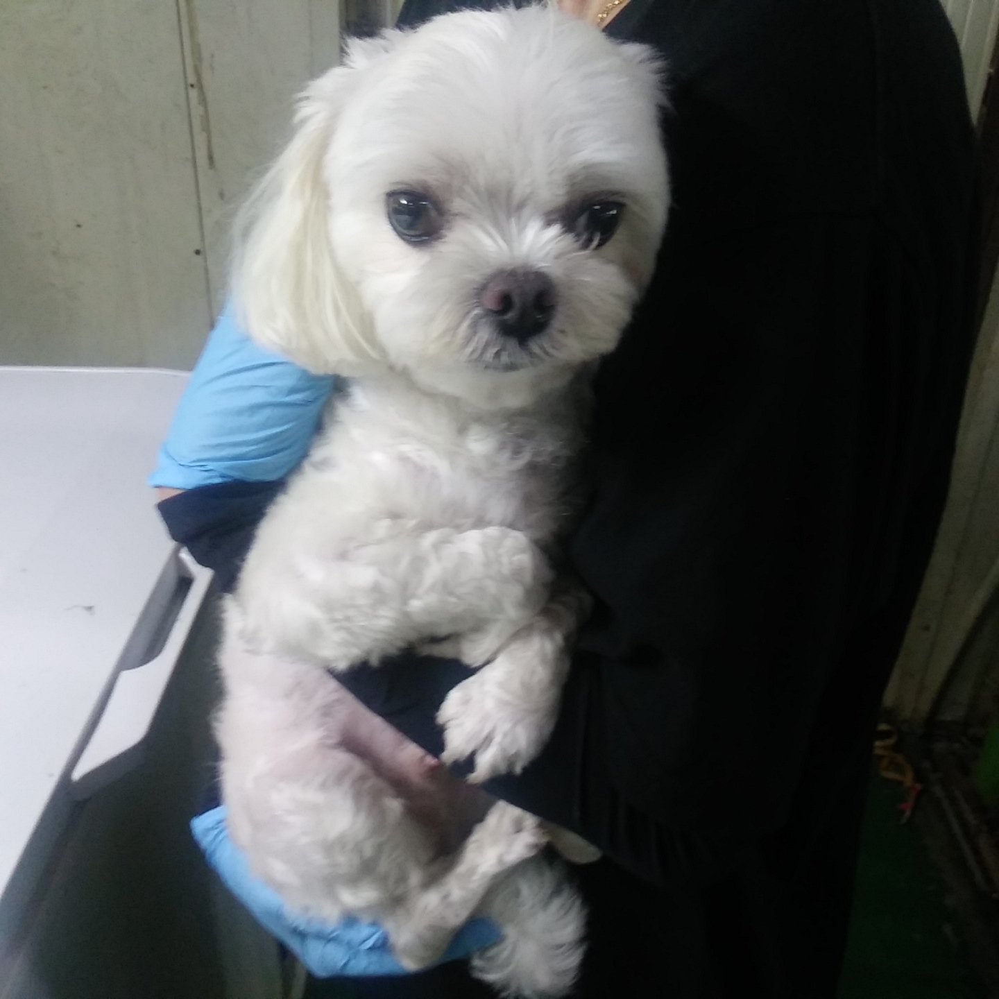 인천광역시수의사회_428353202300894