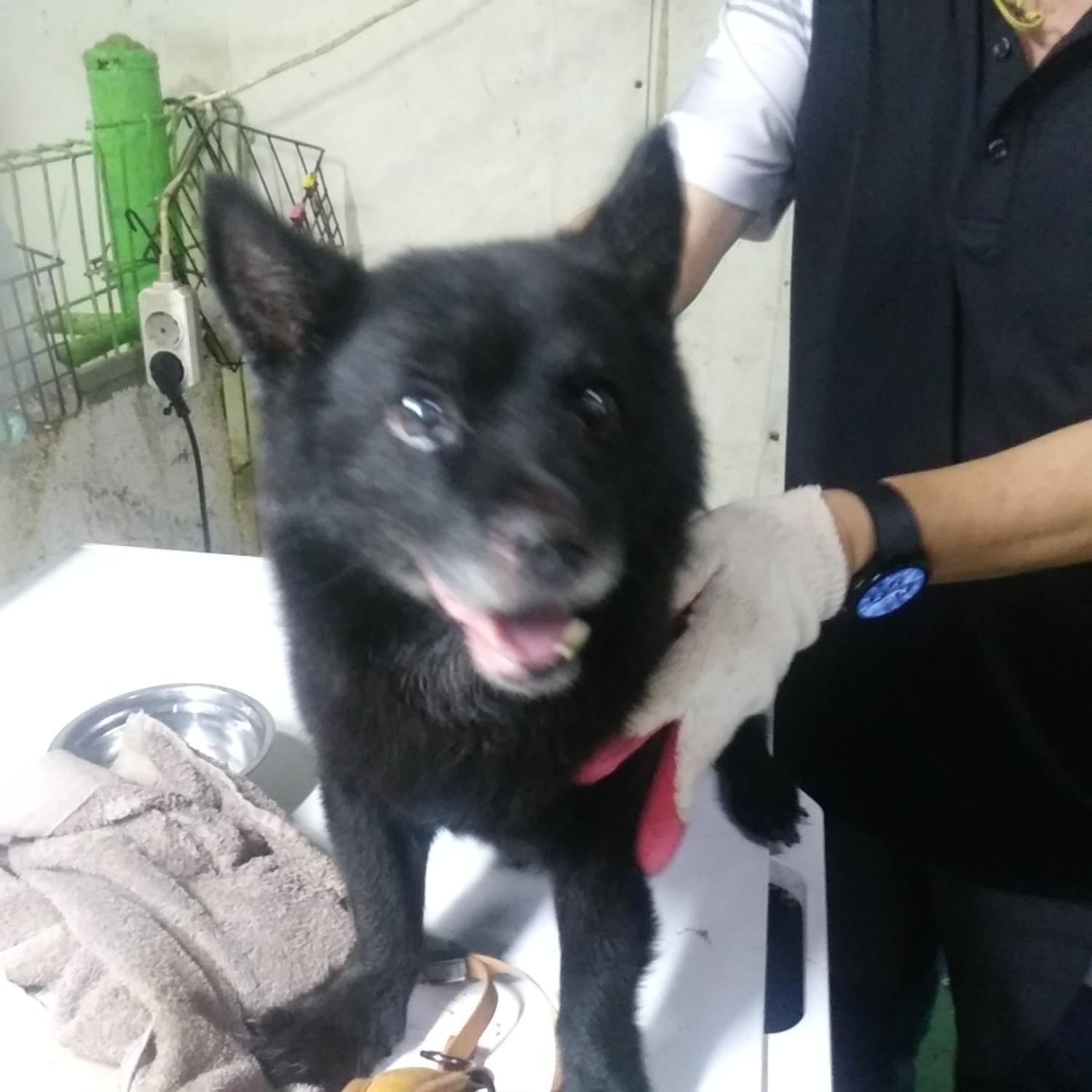 인천광역시수의사회_428353202300895