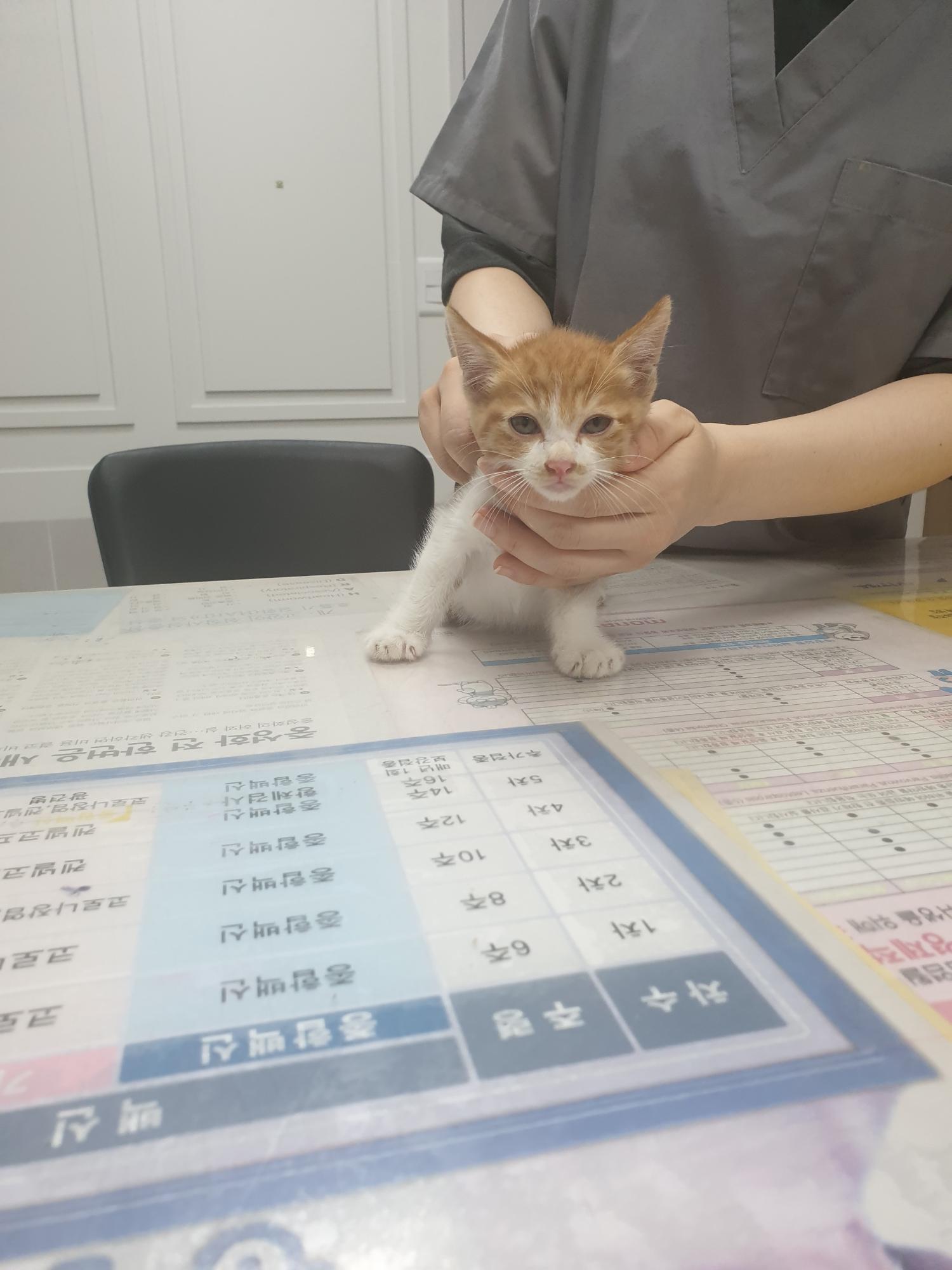 대구시수의사회(평리)_427343202300650